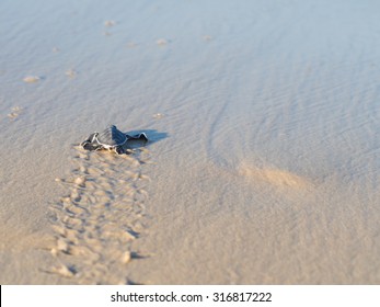 Small Green Sea Turtle (Chelonia Mydas), Also Known As Black (sea) Turtle, Or Pacific Green Turtle On His Way To The Sea On Kutani Beach In Tanzania, Africa, Shortly After Hatching From His Egg.