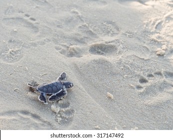 Small Green Sea Turtle (Chelonia Mydas), Also Known As Black (sea) Turtle, Or Pacific Green Turtle On His Way To The Sea On A Beach In Tanzania, Africa, Shortly After Hatching From His Egg.