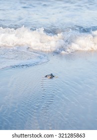 Small Green Sea Turtle (Chelonia Mydas), Also Known As Black (sea) Turtle, Or Pacific Green Turtle On His Way To The Sea On A Beach In Tanzania, Africa, Shortly After Hatching From His Egg.