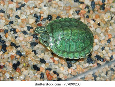 Small Green Sea Turtle Lives Aquarium Stock Photo 739899208 | Shutterstock