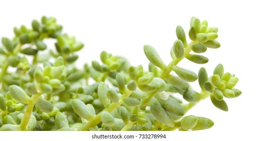 Small Green Sedum Plant Isolated On White Background