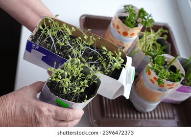 a small green seedling of lettuce and parsley in cardboard and plastic milk cartons in the hands of an elderly pensioner on the windowsill.  - Shutterstock ID 2396472373