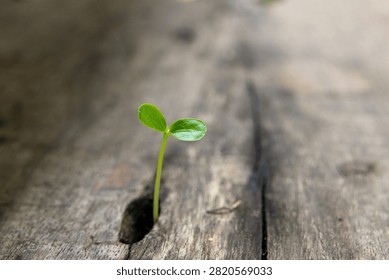 Small green seedling sprouting through crack in old weathered wooden plank evoking feelings of hope resilience and new beginnings against difficult odds in nature