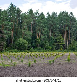 Small Green Seedlings Of Trees On Background Of Tall Forest Pines