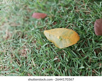 A small green spider resting on a dry leaf that has fallen onto the grass