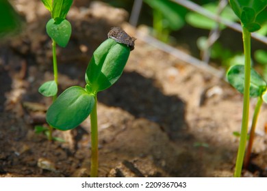 A Small Green Sprout In Black Soil Recently Emerged From A Sunflower Seed.