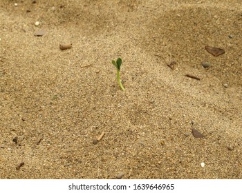 Small green sprout growing in the sand under the hot sun. Courage, fortitude and vitality - Shutterstock ID 1639646965