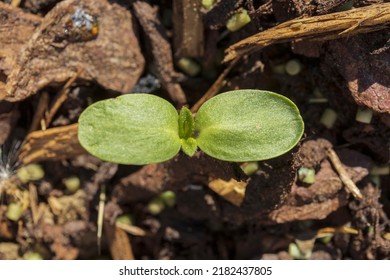 Small Green Sprout Macro On Dark Brown Plant Mulch Background Top View