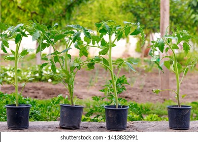 Small Green Sprout Tomato Plant On Pot Before Planting In Garden