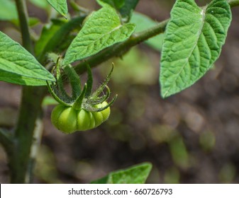 Small Green Tomato On The Vine