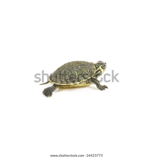 small green tortoise