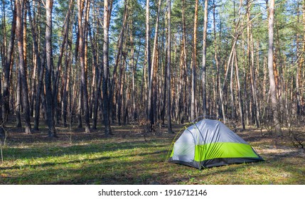 small green touristic tent in a forest, touristic travel background