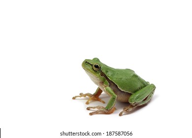 Small Green Tree Frog On White Background 