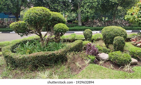 Bear Unicorn Shaped Bushes Topiary Garden Stock Photo 55590304 ...