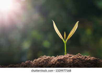 small green tree growing in garden with sunlight. eco concept - Shutterstock ID 1329977168