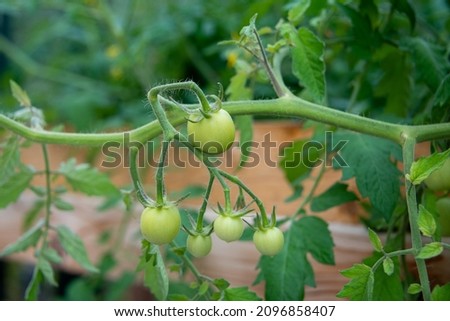 Small green unripe cherry tomatoes hanging on a thick vine with small yellow flowers, deep green leaves, and a wooden background. The tomatoes have thick shiny skin, green patterns, and hairy stalks.