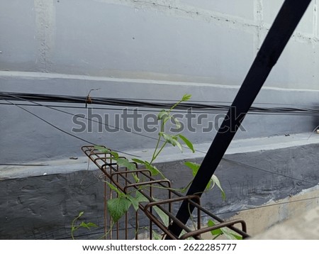 A small green vine grows through rusted rebar near black wires and a gray concrete wall, showing urban nature resilience and contrast in textures