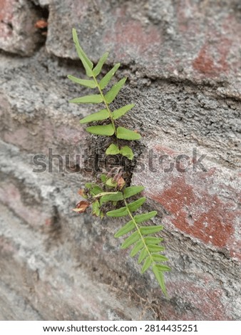 Small Green Vine Sprouting from Weathered Red Brick Wall