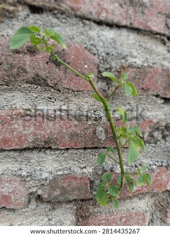 Small Green Vine Sprouting from Weathered Red Brick Wall