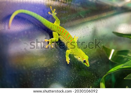 Small green and yellow Madagascar day gecko sit on the branch close-up. Reptile Phelsuma breathes under the bright sun in the jungle
