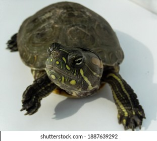 1,493 Yellow Spotted Turtle Images, Stock Photos & Vectors | Shutterstock