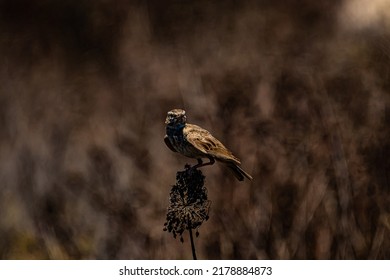 small grey bird field lark