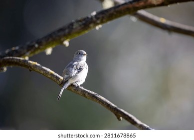 A small grey bird perched gracefully on a thin tree branch with a soft, blurred natural background