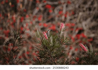 Small grey brown bird with a long curved beak sits amongst the flowers of a grevillea bush. Landscape orientation. room for text. Australian Honeyeater bird looking alert in tree - Powered by Shutterstock