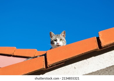 Small Grey Cat Hiding On The Roof, Between Red Roofing Tile, Clear Blue Sky Background