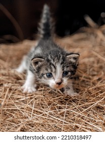 A Small Grey Clumsy Kitten In The Hay