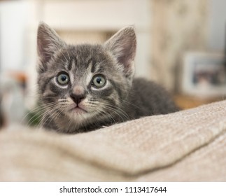 Small grey kitten looking upwards image
 - Shutterstock ID 1113417644