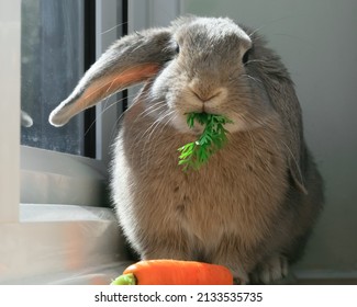 Small Grey Lopped Eared House Rabbit Sitting On An Indoor Window Sill Eating A Carrot