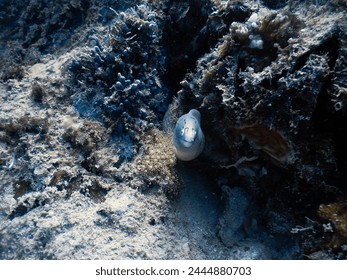 Small grey moray eel hidden in rocks in Seychelles undersea