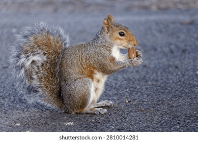 A small grey squirrel is sitting an the ground