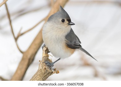 Small grey Tufted titmouse bird perched on a tree branch on a cold winter morning in Canada