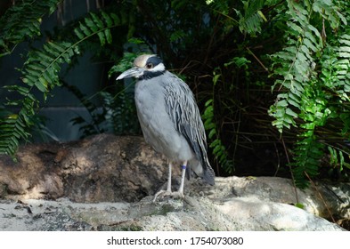 Small Grey And White Bird In Indoor Aviary