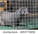 Small grey-blue mink in a cage with wet fur after a shower in summer day. Breeding animals in captivity. Fur farm, zoo (Lat. Mustela lutreola)