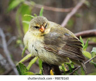 Small Ground Finch