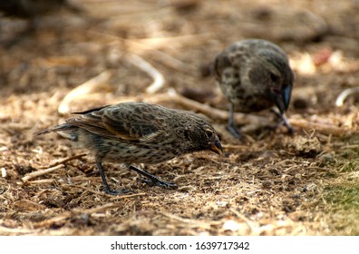 Small Ground Finch (Geospiza Fuliginosa) Foraging