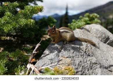 A small ground squirrel sitting on a small boulder in the shade of a young pine tree at Mt. Rainier National Park.