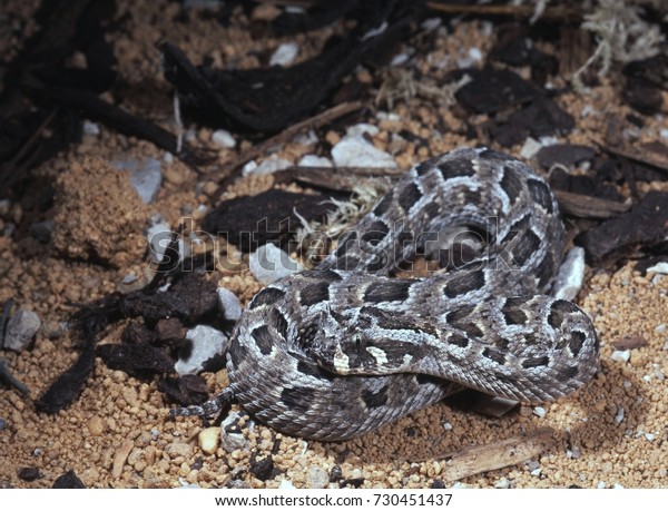 Small Ground Viper Horned Adder Bitis Stock Photo (Edit Now) 730451437