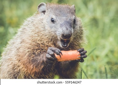 Small Groundhog (Marmota Monax) with a funny expression