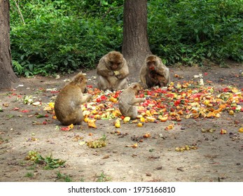 A small group of Barbary macaques sit in a circle around a large pile of fruit in the monkey forest in Malchow, enjoying their meal. In the background are some green bushes and shrubs