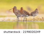 Small Group of Black-tailed Godwit (Limosa limosa) Resting and Foraging in shallow Water of a Wetland during Migration. The Netherlands as an important Breeding habitat for the Black Tailed Godwit as 