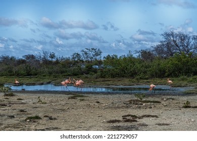 Small Group Of Bonaire Flamingo's Which Are Widely Seen On Bonaire, Netherlands Antilles