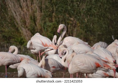 Small Group Of Caribbean Flamingoes. Prefer Temperate Climate. Habitat South America And Caribbean. 