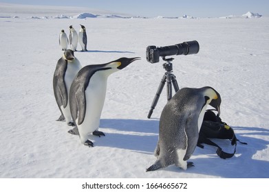 A Small Group Of Curious Emperor Penguins Looking At Camera And Tripod On The Ice On Snow Hill Island. A Bird Peering Through The View Finder.