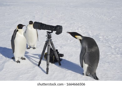 A Small Group Of Curious Emperor Penguins Looking At Camera And Tripod On The Ice On Snow Hill Island. A Bird Peering Through The View Finder.