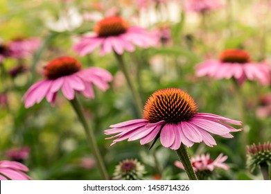 Echinacea Purpurea High Res Stock Images Shutterstock