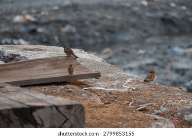 A small group of Eurasian tree sparrows perched on a concrete ledge and wooden planks. Wildlife photography of Passer montanus birds in a gritty urban or dock environment